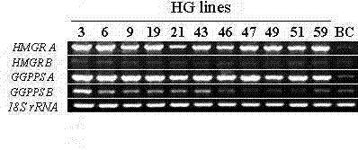 Method for increasing tanshinone content of salvia miltiorrhiza hairy roots by transferring SmGGPPS gene