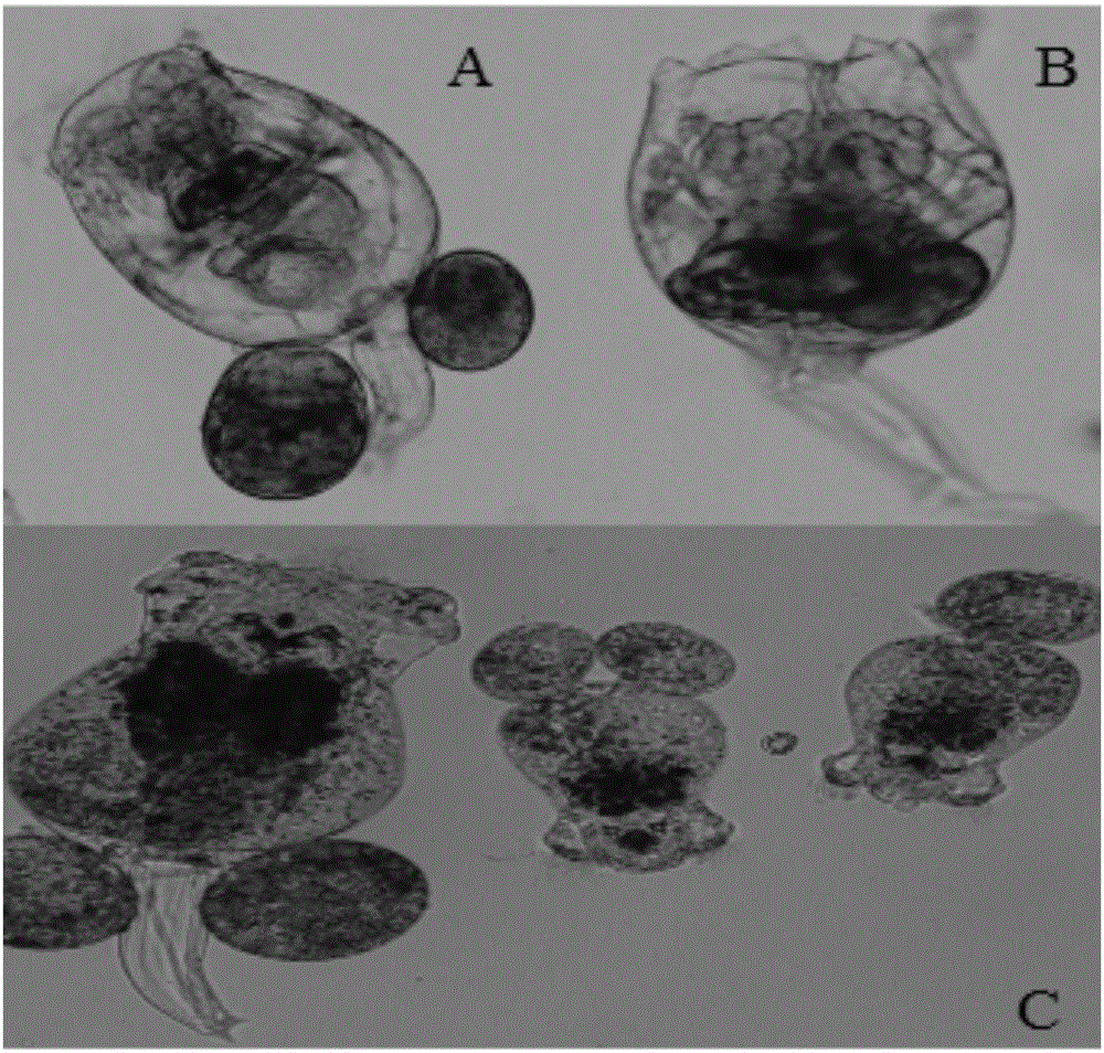 Method improving wheel animalcule growth reproduction capacity and intensifying action of wheel animalcule working as bait nutrient