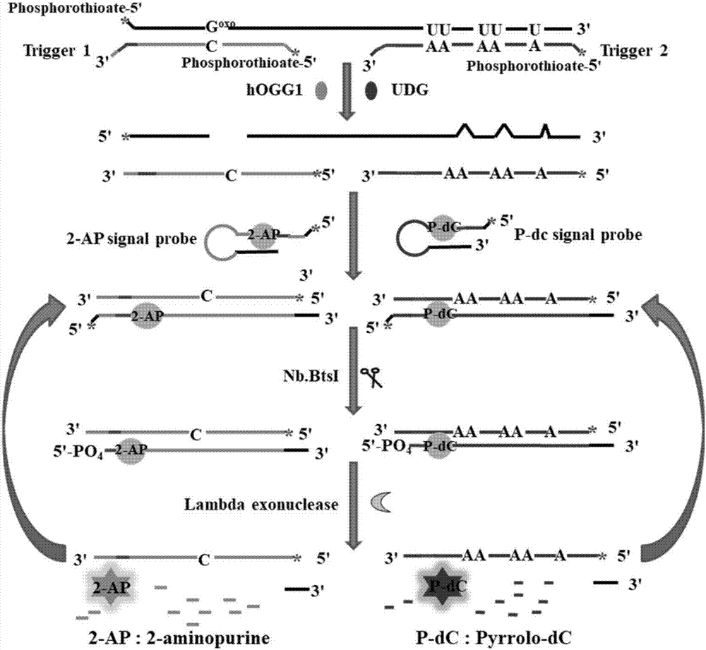 Method for ultra-sensitively simultaneously detecting multiple DNA glycosylases by using intrinsic fluorescent nucleotide