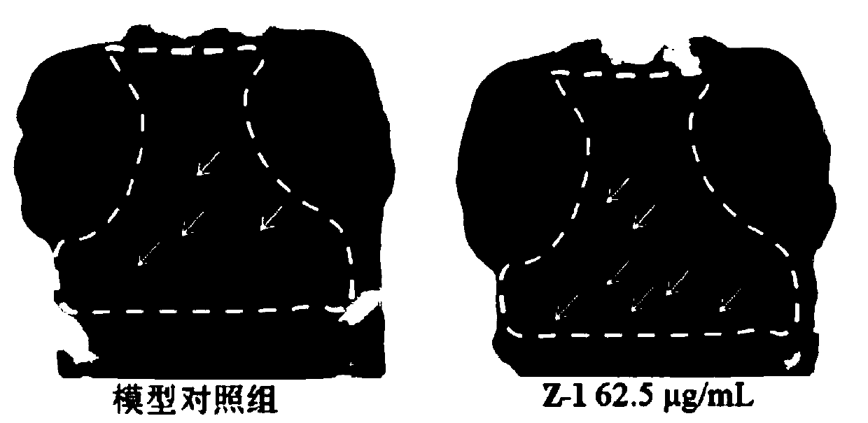 Sesame peptide powder, and preparation method and application thereof