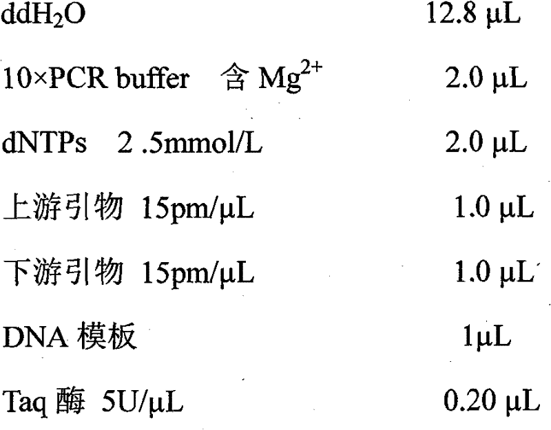 PCR fast test method of sugarcane ratoon stunting germina