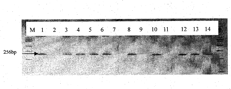 PCR fast test method of sugarcane ratoon stunting germina