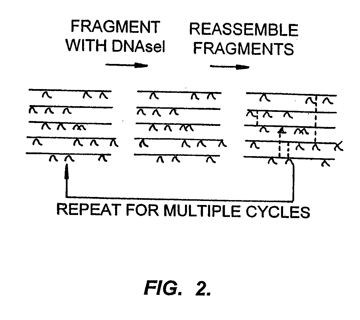 Randomized libraries of zinc finger proteins