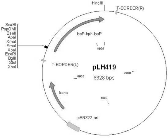 A strain and application of black mold gene engineering projects and applications with high -yield organic acid under low -soluble oxygen conditions