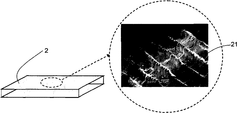 Tissue restoration structure derived from fish scales