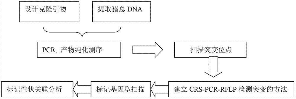 Pig immune trait associated CD169 gene and preparation method and use thereof