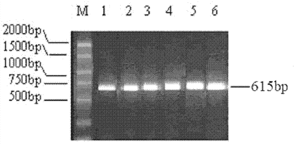 Pig immune trait associated CD169 gene and preparation method and use thereof