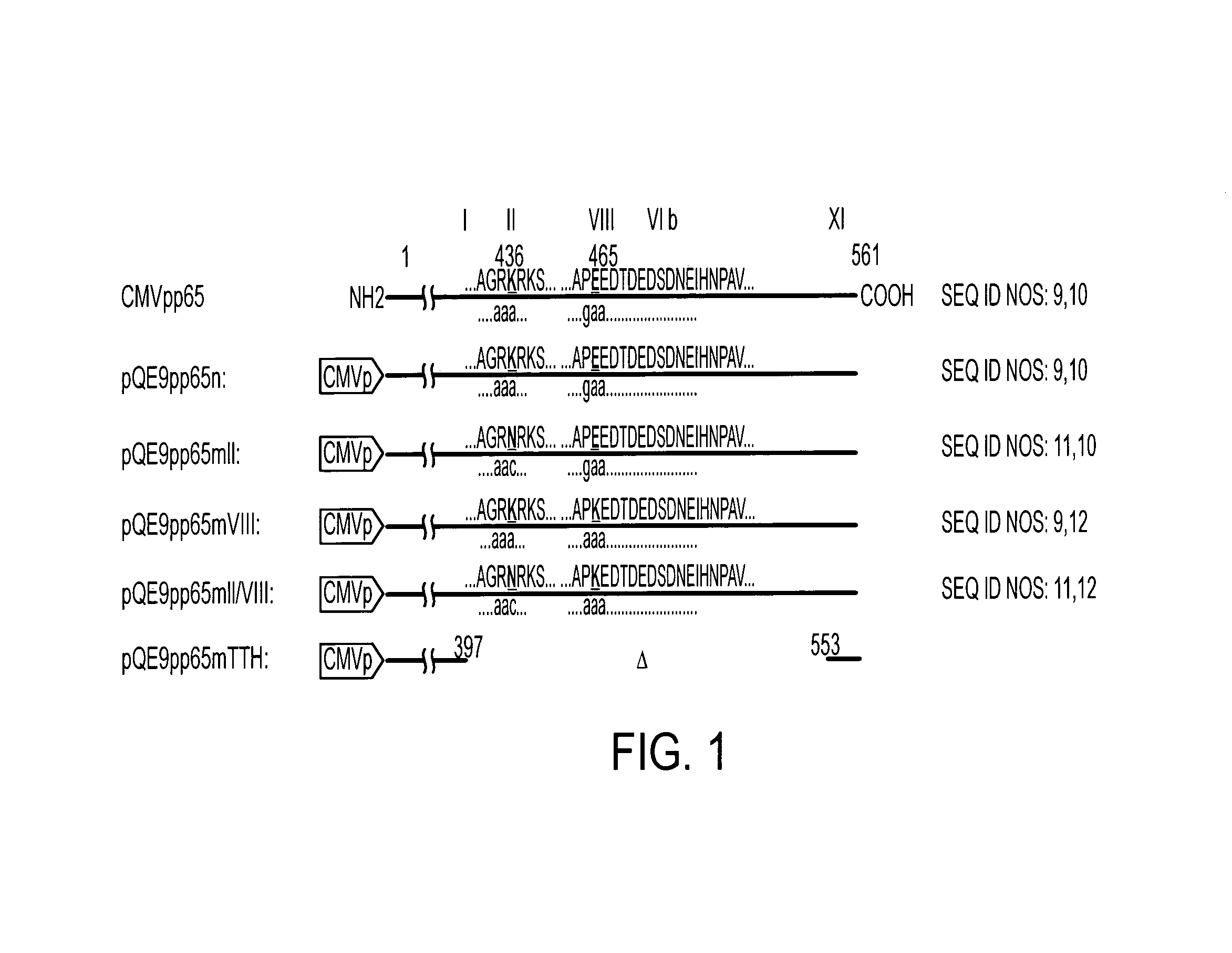 Protein kinase deficient, immunologically active CMVpp65 mutants