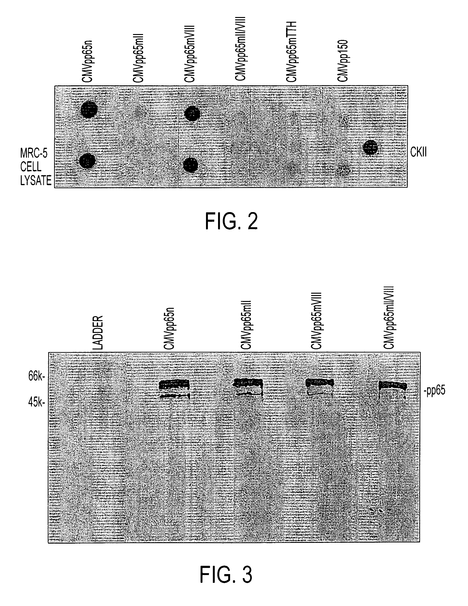 Protein kinase deficient, immunologically active CMVpp65 mutants