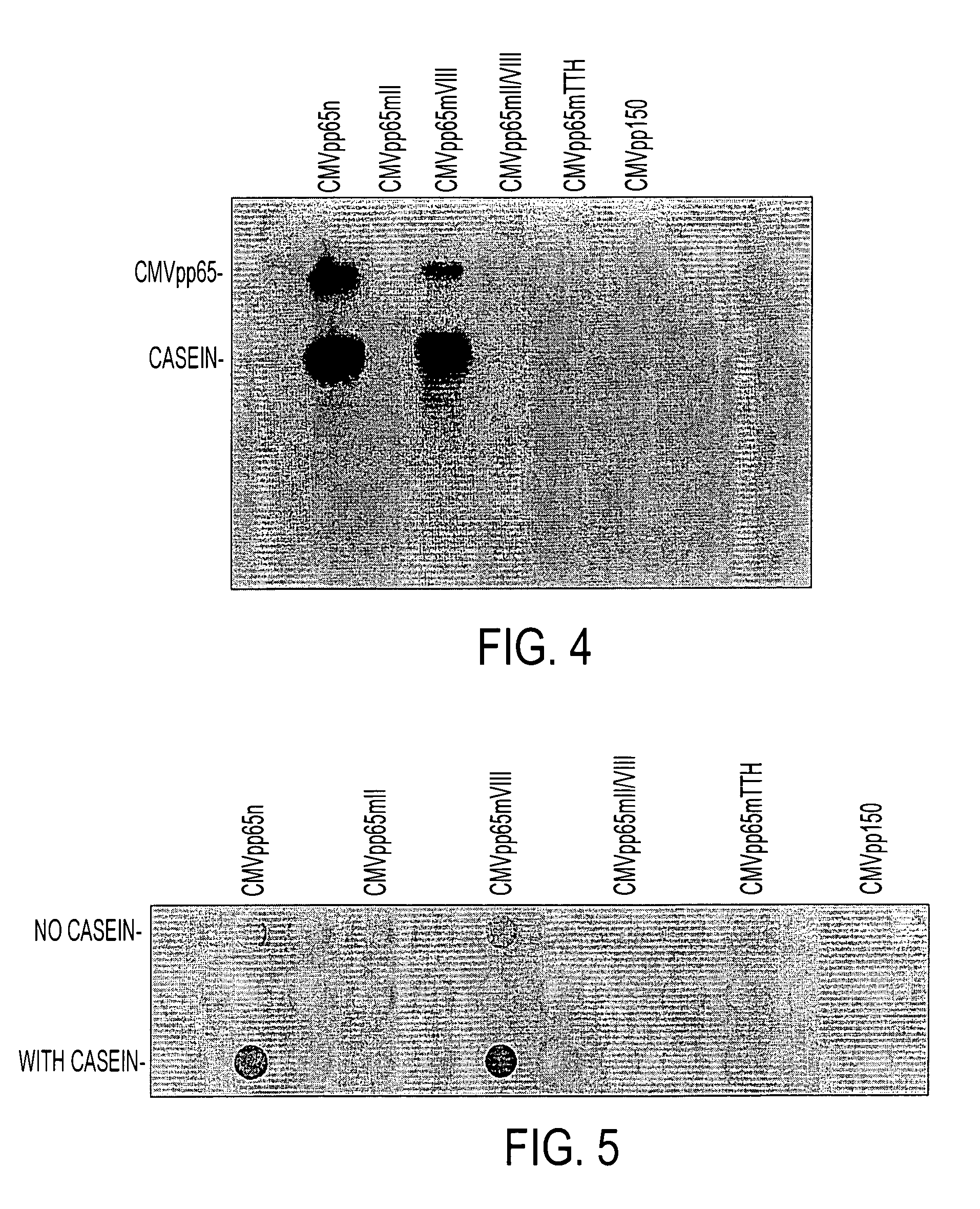 Protein kinase deficient, immunologically active CMVpp65 mutants