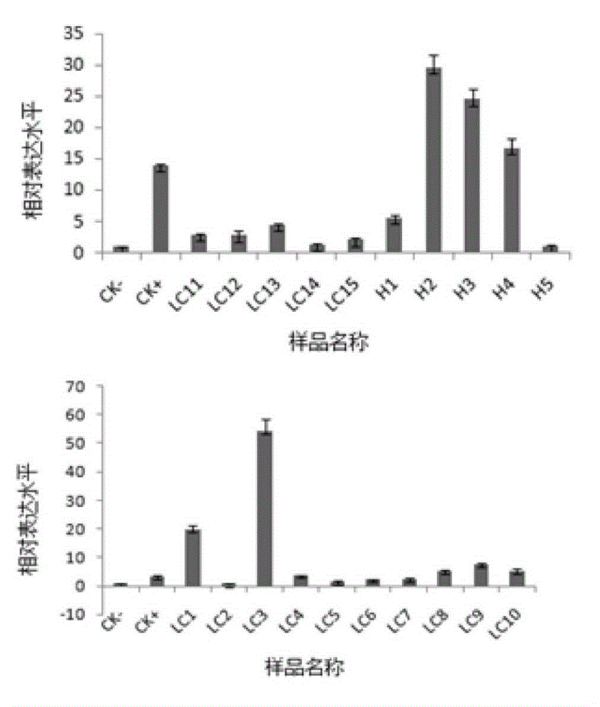 The technology of citrus scion pretreatment to promote the removal of complex infection pathogens