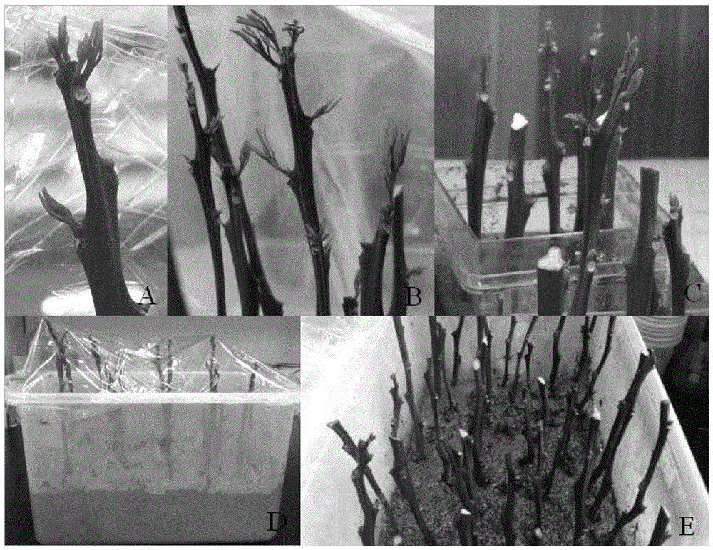 The technology of citrus scion pretreatment to promote the removal of complex infection pathogens