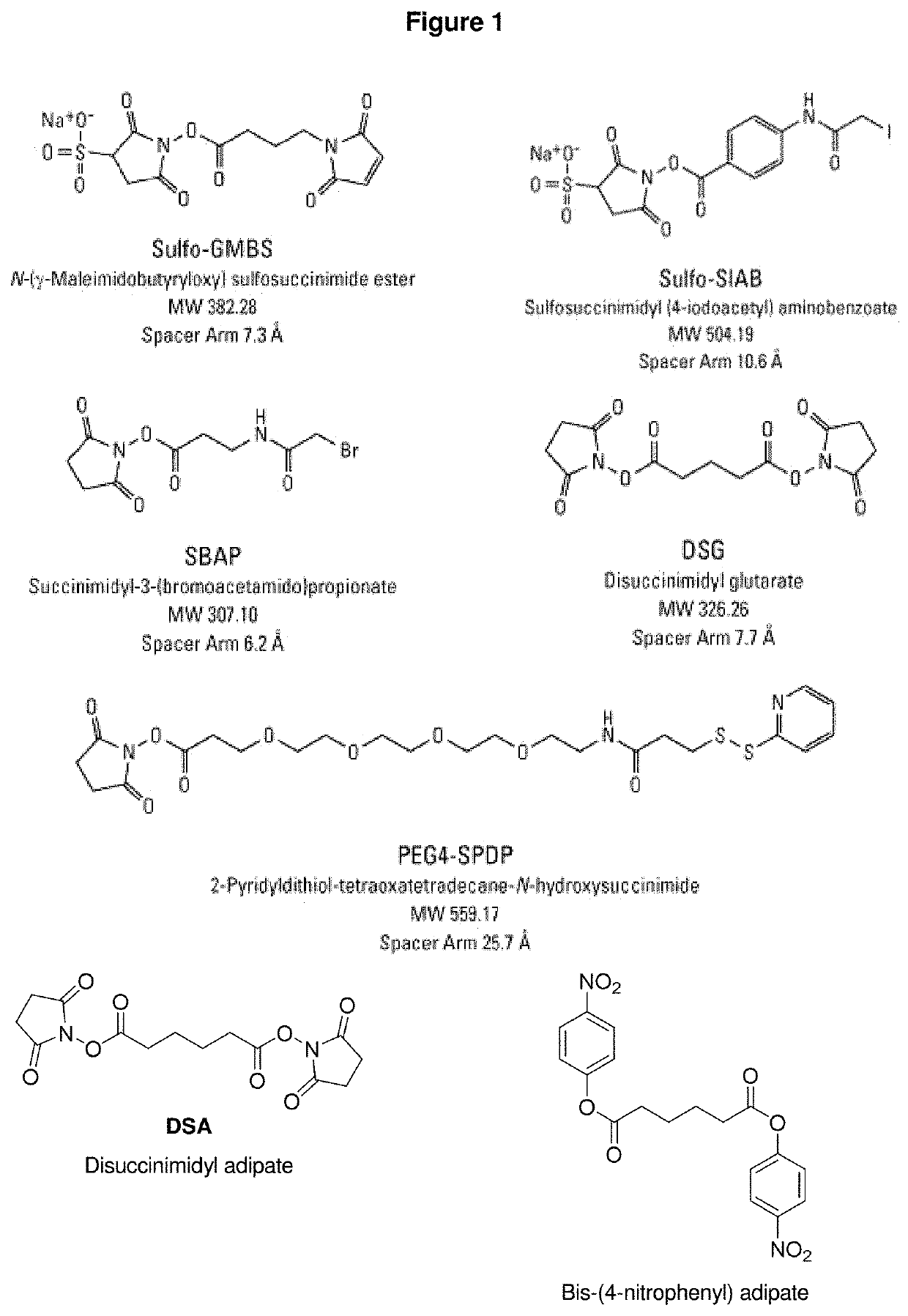 Synthetic vaccines against streptococcus pneumoniae serotype 2