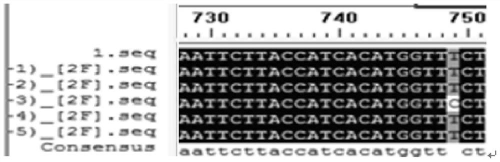 A group of molecular markers related to the fiber diameter of long-haired rabbit and its application