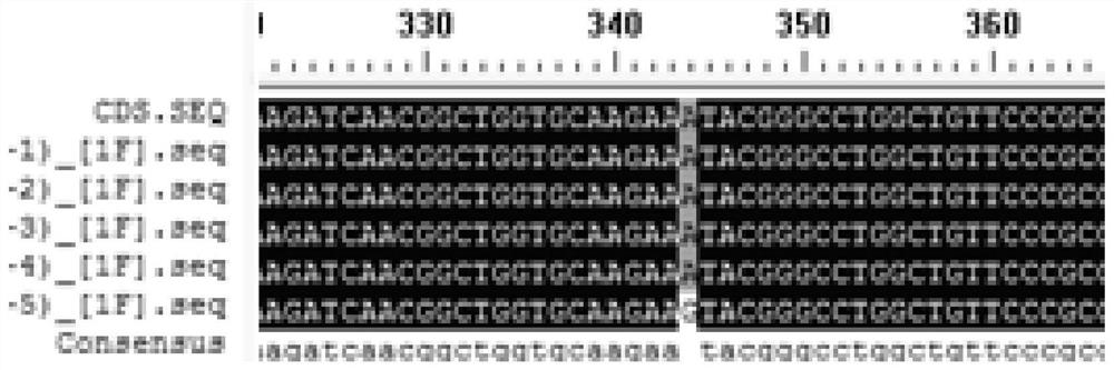 A group of molecular markers related to the fiber diameter of long-haired rabbit and its application