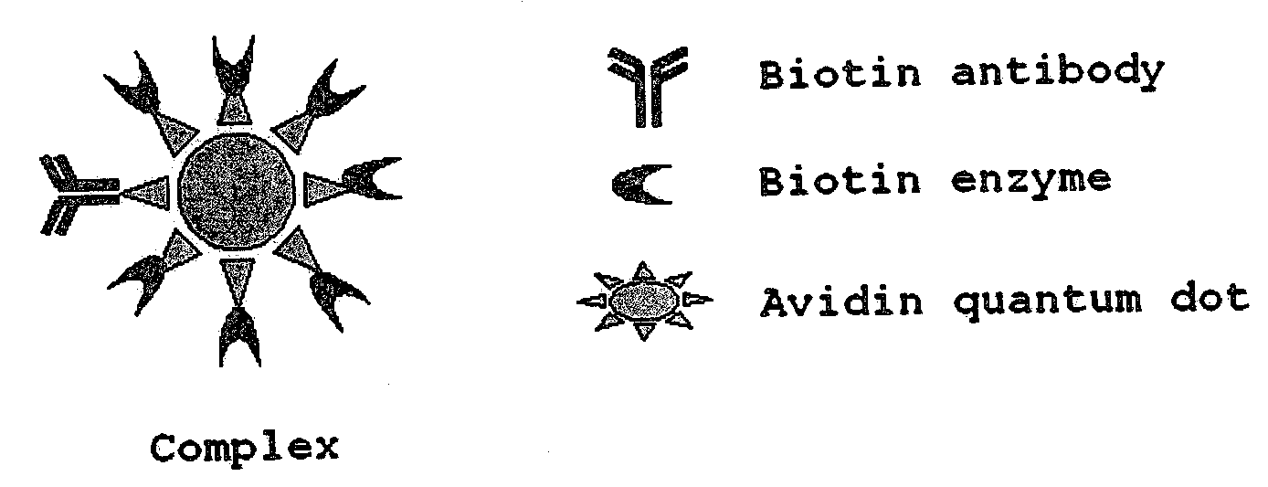 Visible to near-infrared light probe comprising complex of cypridina luciferase and quantum dot