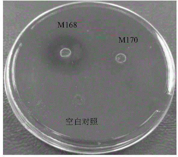 Fish gill-rot disease pathogenic flavobacterium johnsoniae attenuated live vaccine and construction method thereof