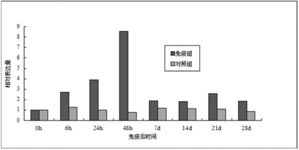 Fish gill-rot disease pathogenic flavobacterium johnsoniae attenuated live vaccine and construction method thereof