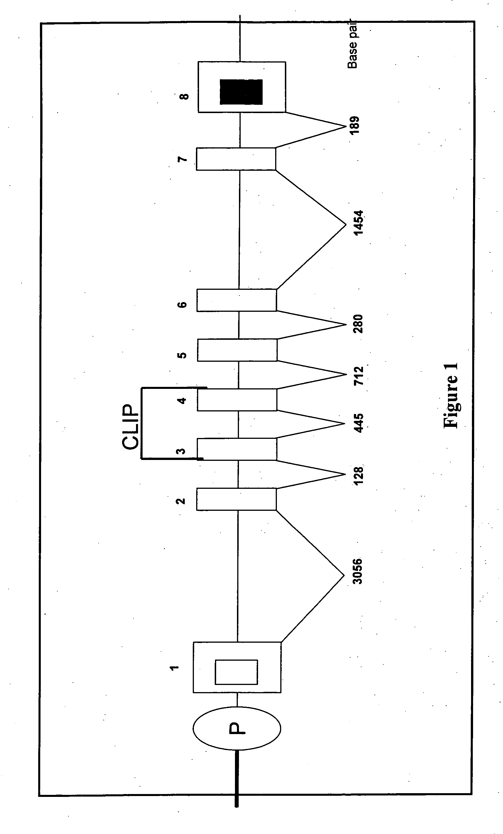 Porcine invariant chain protein, full length cDNA, genomic organization, and regulatory region