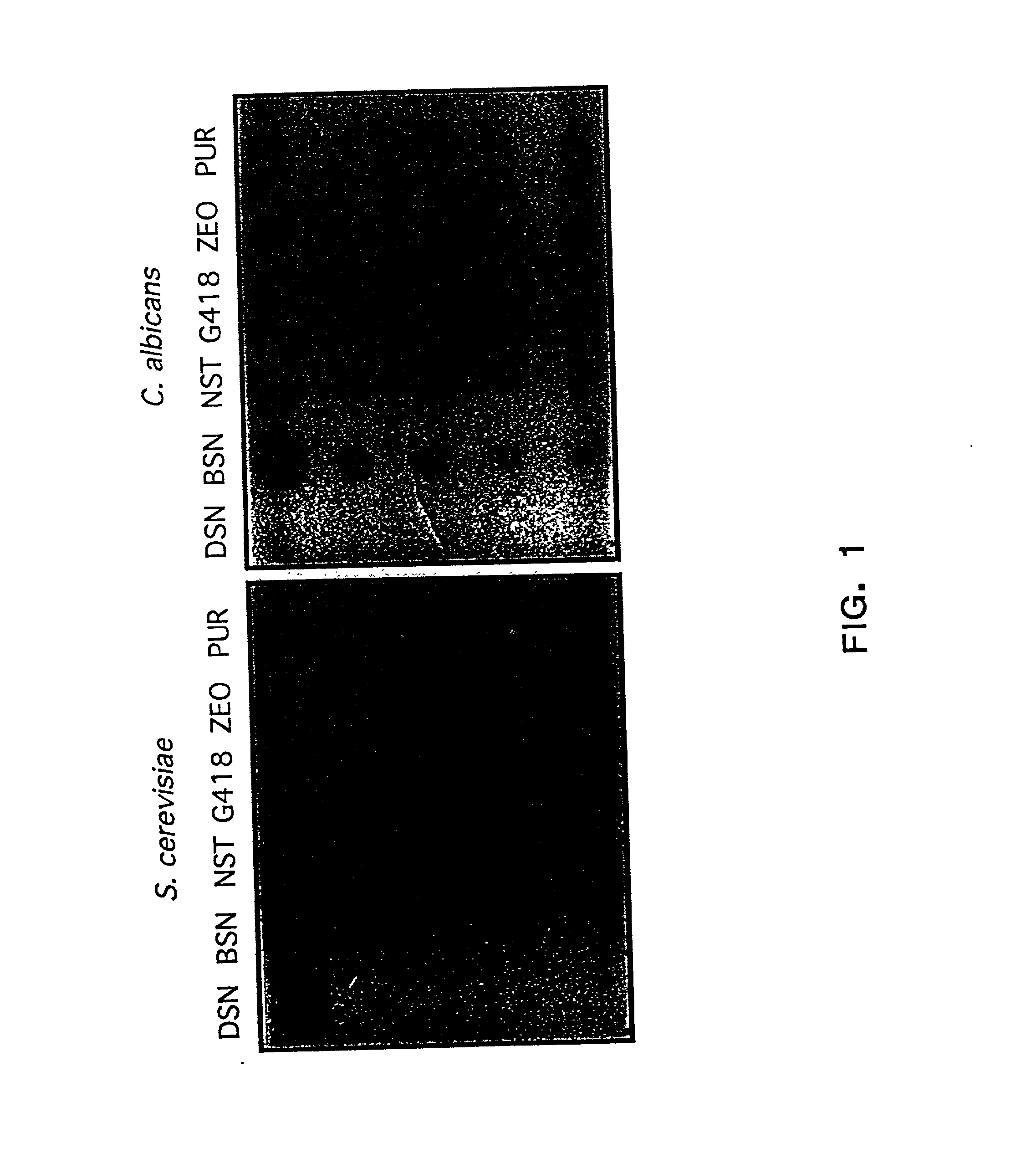 Dominant selectable marker for gene transformation and disruption in yeasts