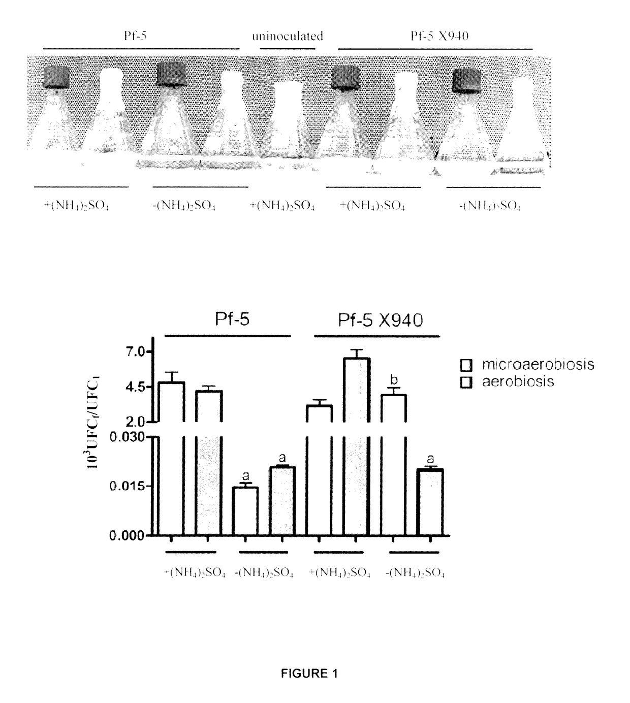 Recombinant nitrogen-fixing bacterial strain, inoculum containing the same and application methods