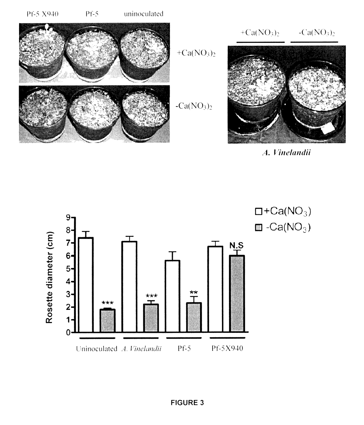 Recombinant nitrogen-fixing bacterial strain, inoculum containing the same and application methods