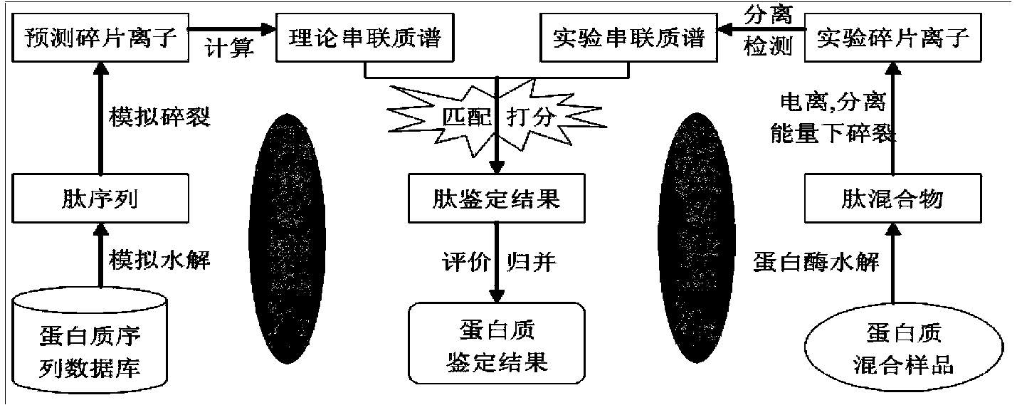 Secondary protein mass spectrum identification method based on mass-to-charge ratio error recognition capability