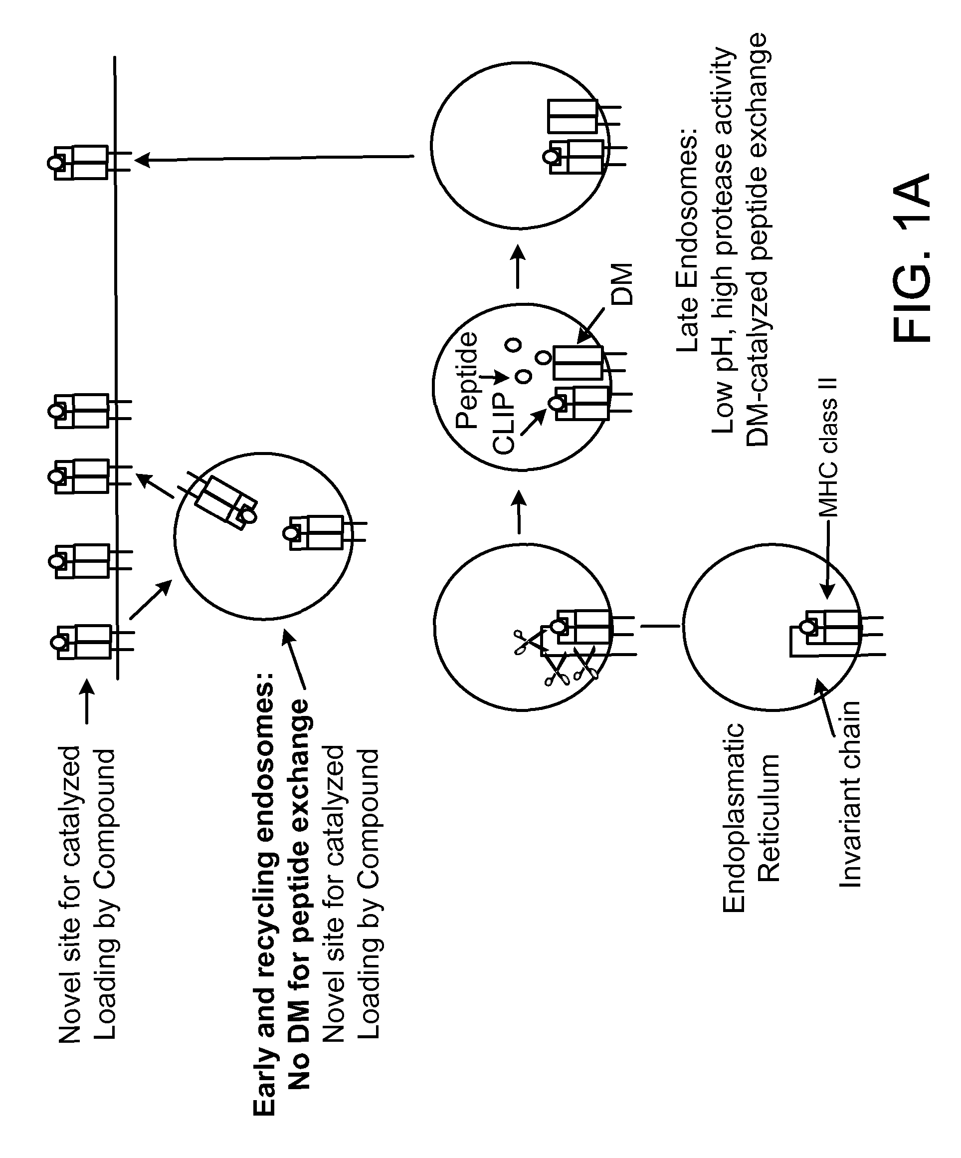 Novel Compounds for Enhancing MHC Class II Therapies