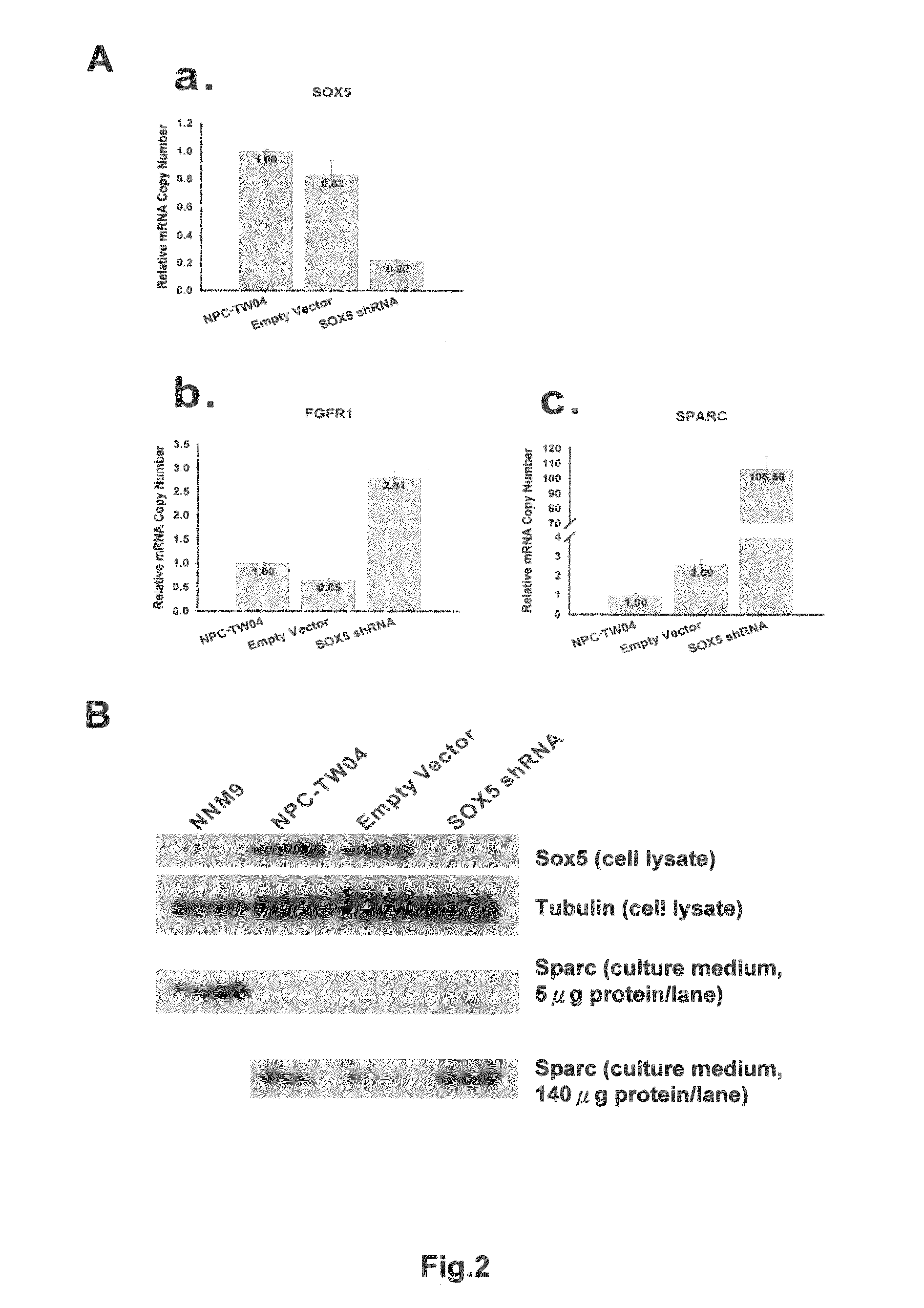 Genetic markers and methods for detecting and treating cancers