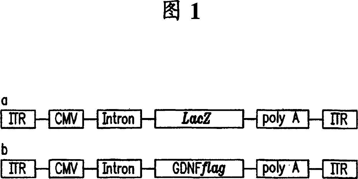 Compositions and methods for treating neurodegenerative diseases