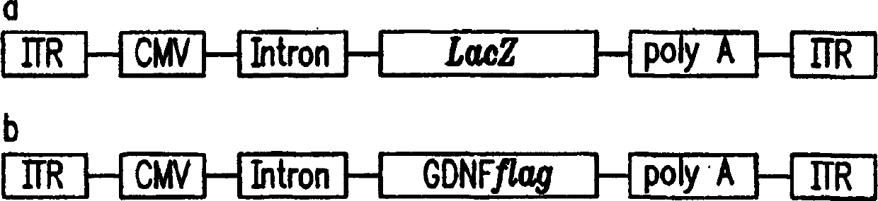 Compositions and methods for treating neurodegenerative diseases