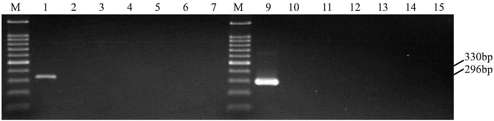 Nested RT-PCR detection kit of bean pod mottle virus ELISA and detection method of nested RT-PCR detection kit