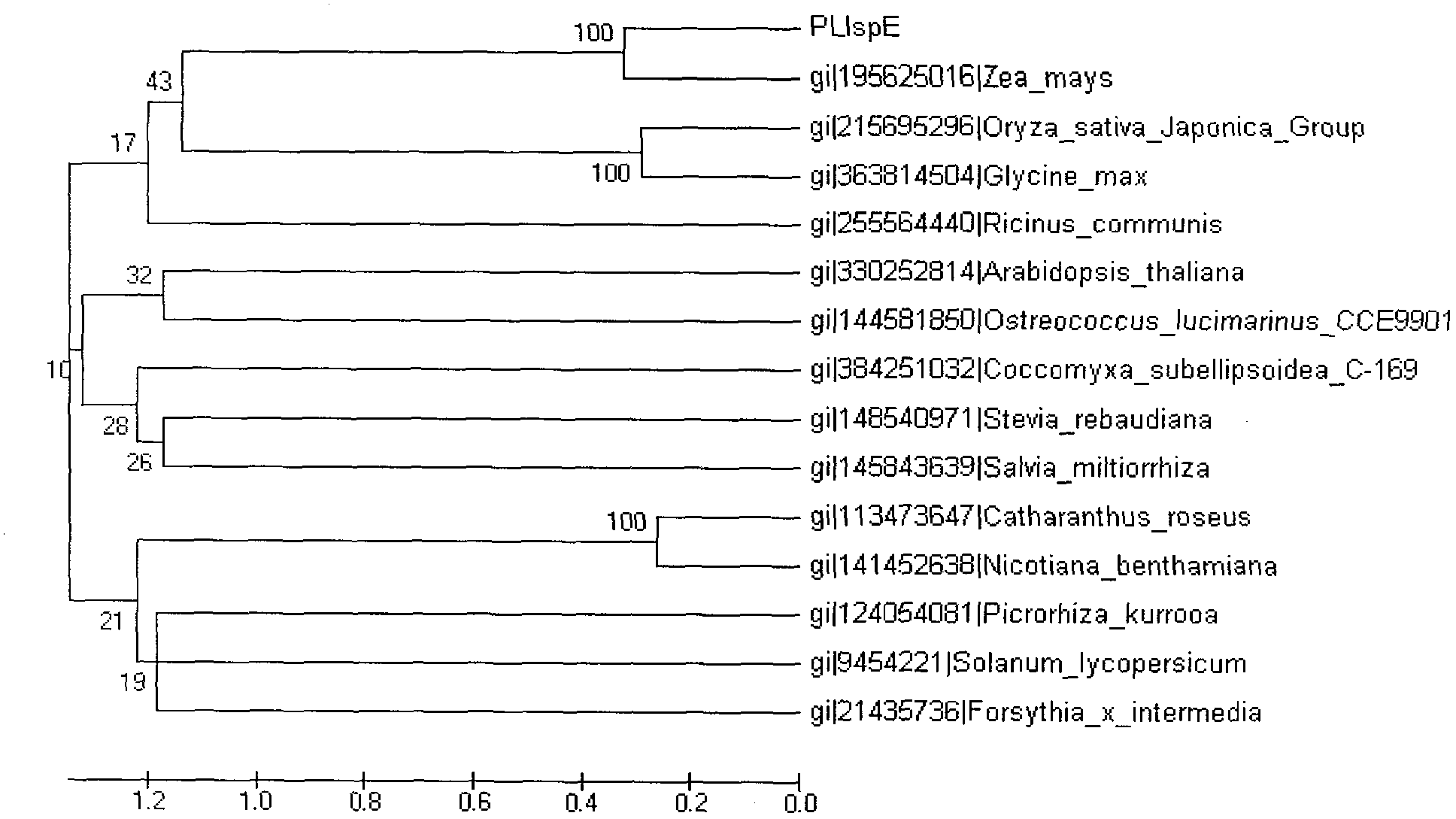 Paeonia lactiflora 4-diphosphocytidyl-2-C-methyl-D-erythritol kinase (PLIspE) gene, and coded product and application thereof