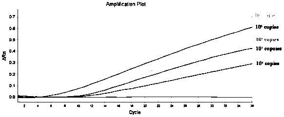 Primer probe for identifying novel coronavirus and application of primer probe in triple fluorescent RPA