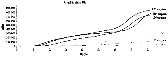 Primer probe for identifying novel coronavirus and application of primer probe in triple fluorescent RPA