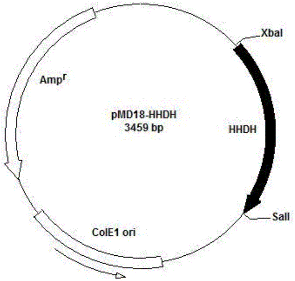 A kind of engineering bacterium and the method for preparing (3r, 5r) 6-cyano-3,5-dihydroxyhexanoic acid tert-butyl ester