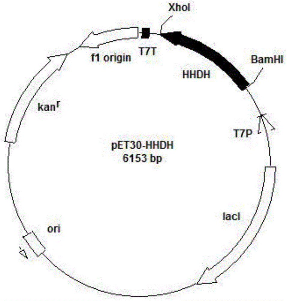 A kind of engineering bacterium and the method for preparing (3r, 5r) 6-cyano-3,5-dihydroxyhexanoic acid tert-butyl ester