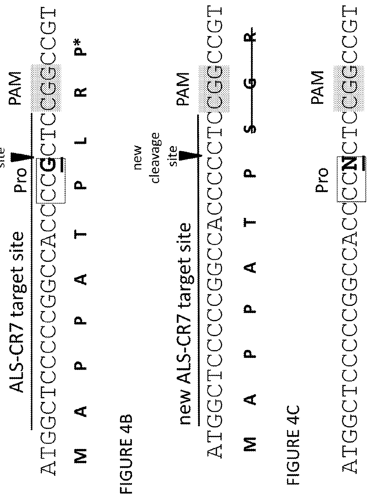 Methods and compositions for marker-free genome modification