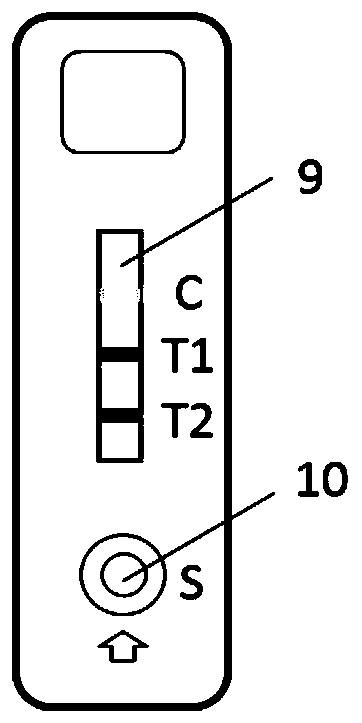 Duplex test strip for detecting methamphetamine and morphine as well as preparation method and application method of duplex test strip