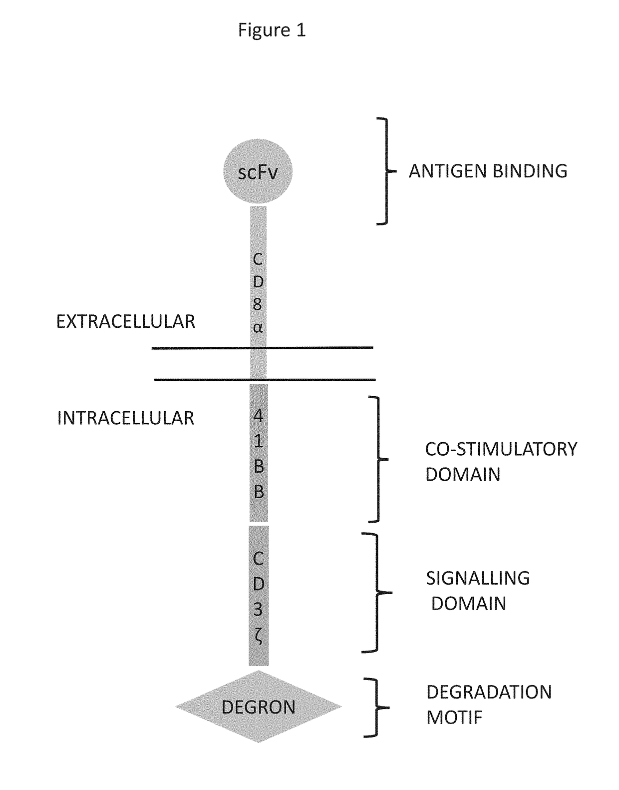 Targeted Protein Degradation