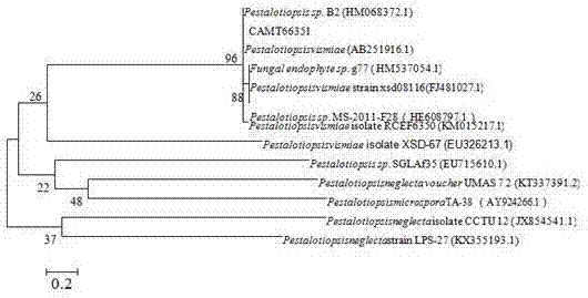 Pestalotipsis vismiae CAMT66351 and applications thereof