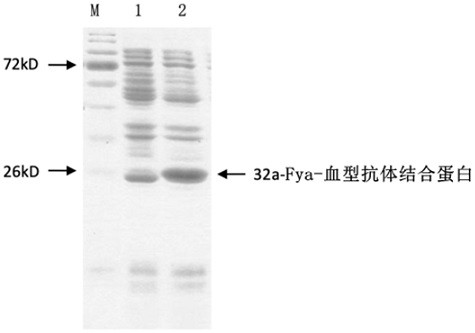 Blood group antibody detection method and application thereof