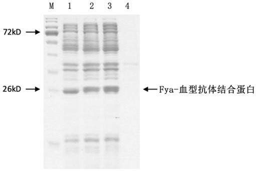 Blood group antibody detection method and application thereof