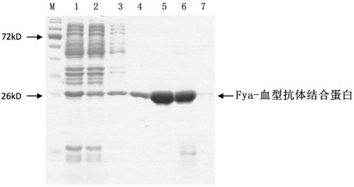 Blood group antibody detection method and application thereof