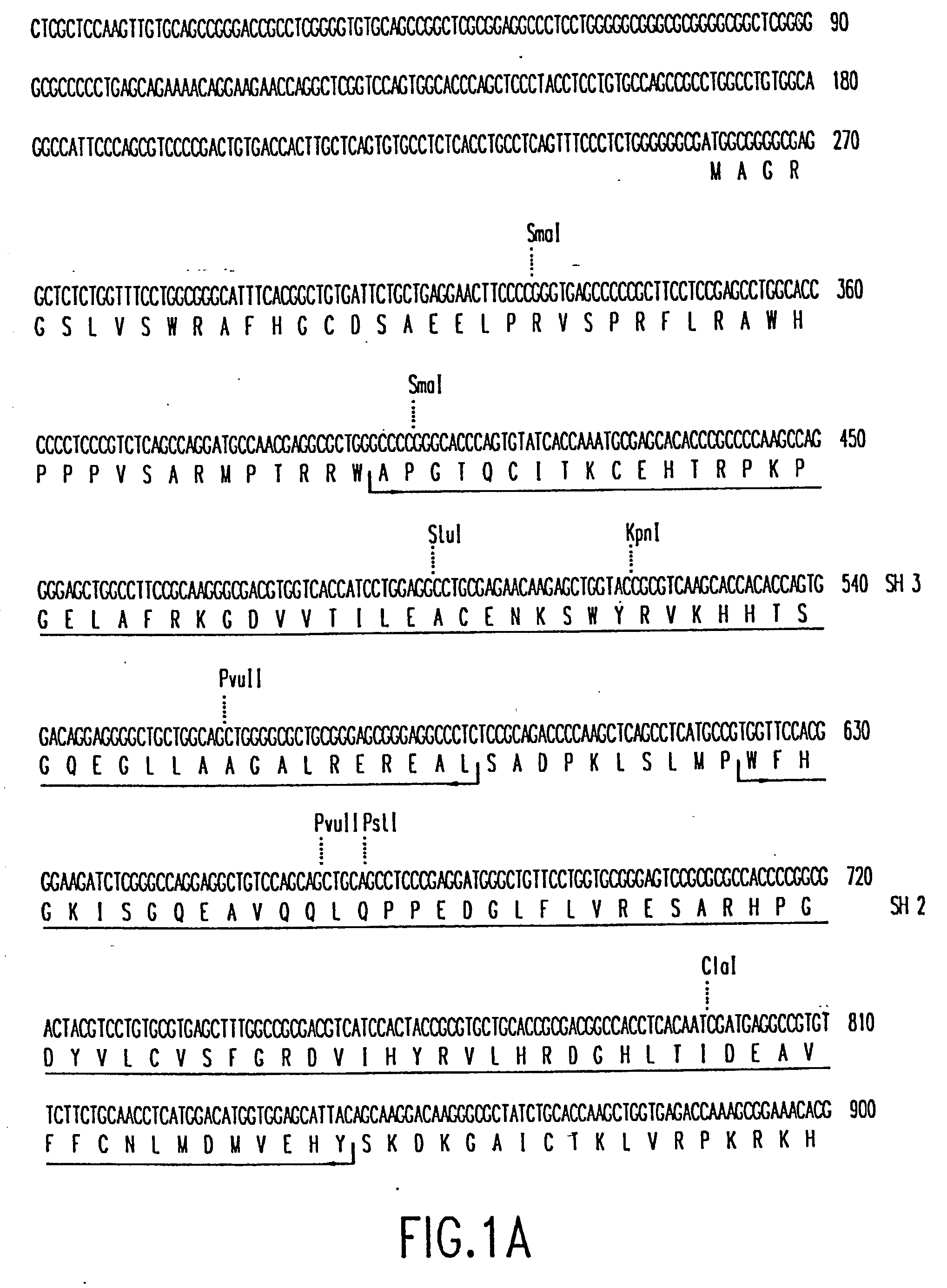 Novel megakaryocytic protein tyrosine kinases