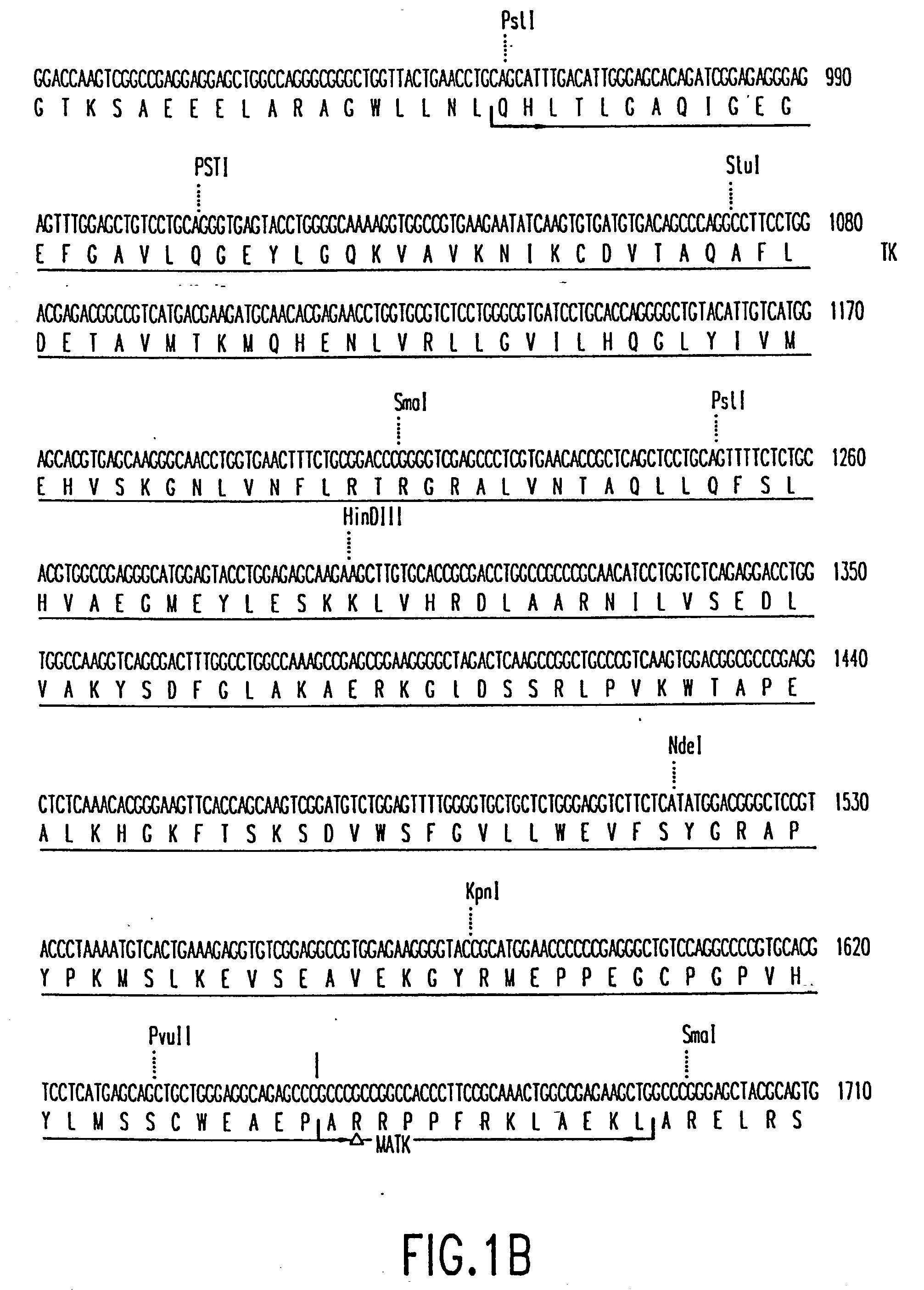 Novel megakaryocytic protein tyrosine kinases