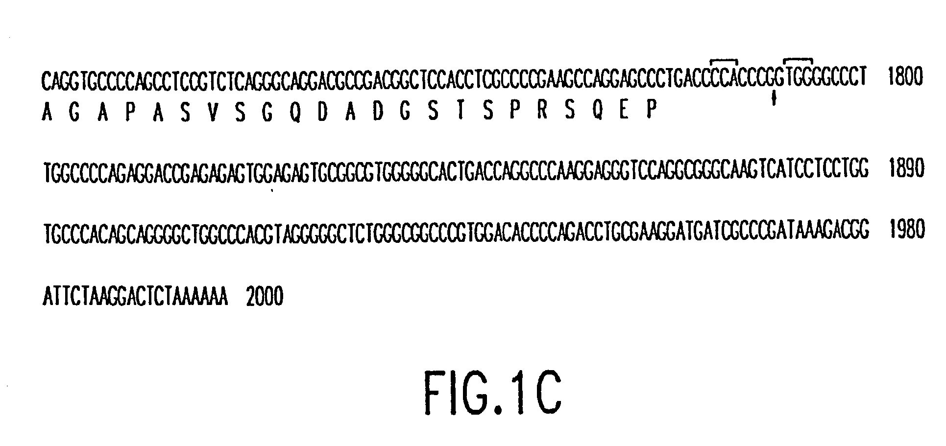 Novel megakaryocytic protein tyrosine kinases