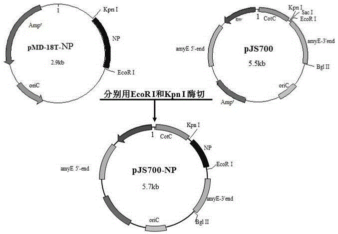 Preparation method for oral recombinant nutritive polypeptide supplementing human body essential amino acids