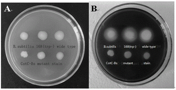 Preparation method for oral recombinant nutritive polypeptide supplementing human body essential amino acids