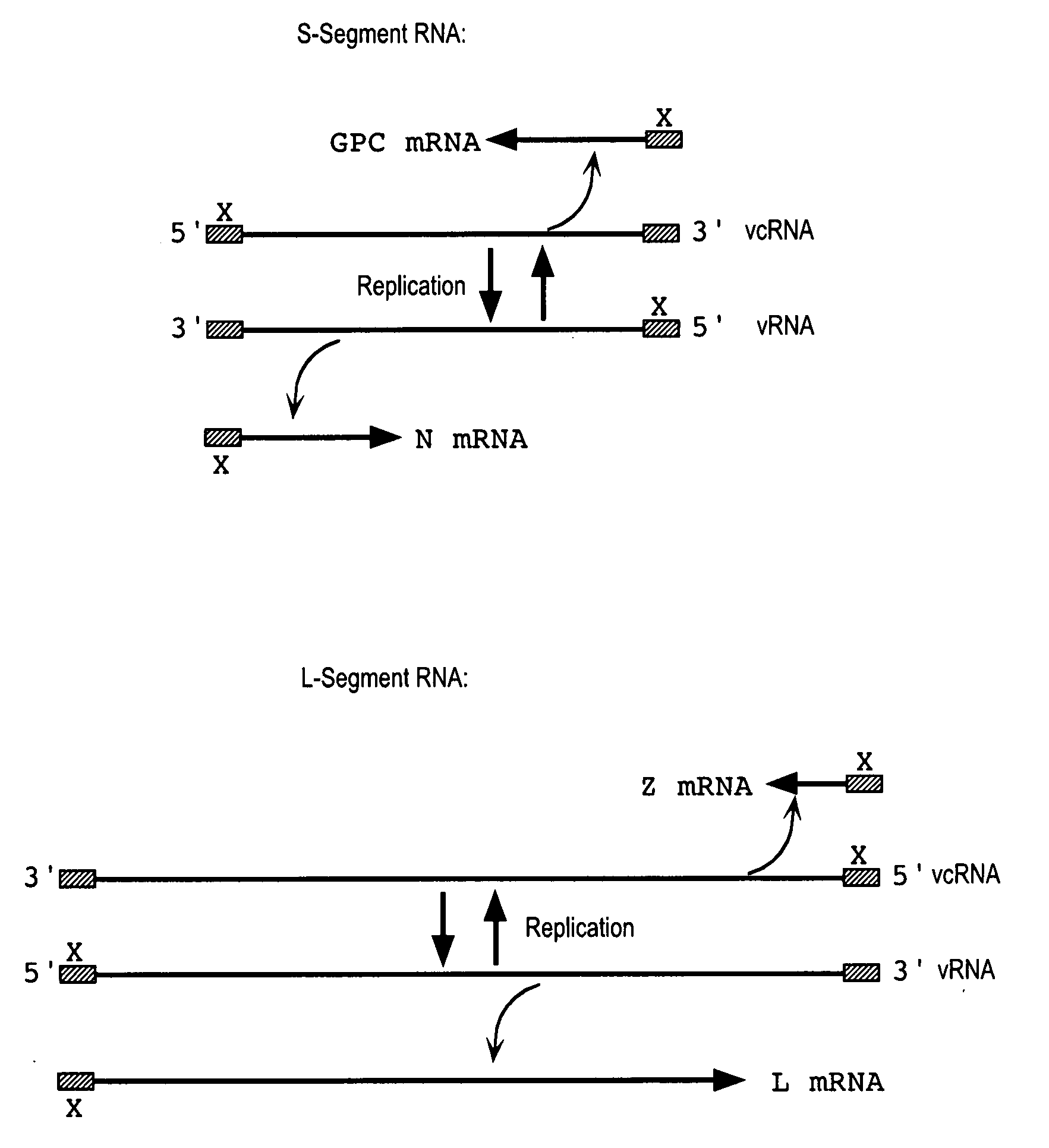 Antisense antiviral compound and method for treating arenavirus infection